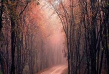 马威24+12三球20分 奇才8人上双赛季横扫黄蜂.